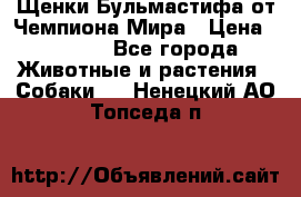 Щенки Бульмастифа от Чемпиона Мира › Цена ­ 1 000 - Все города Животные и растения » Собаки   . Ненецкий АО,Топседа п.